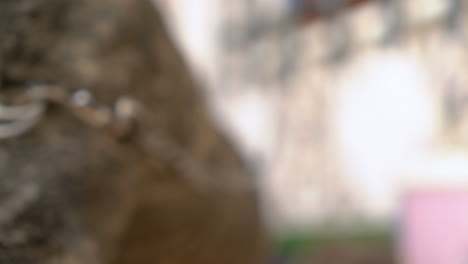 close-up of a dog's eye