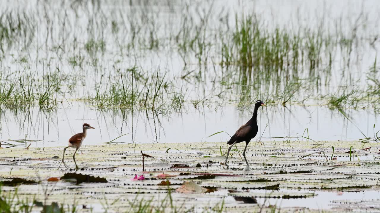 el pájaro bebé salta como se ve desde su espalda y luego se mueve hacia la derecha mientras que el pájaro madre mira hacia la derecha, jacana metopidius indicus de alas de bronce, tailandia