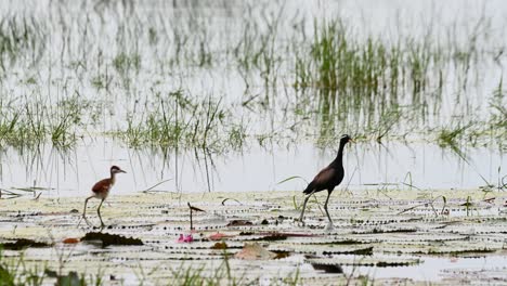 the baby bird jumps as seen from its back then moves to the right while the mother bird faces right, bronze-winged jacana metopidius indicus, thailand