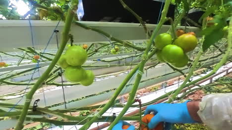 POV-Eines-Gewächshausarbeiters,-Der-Frische-Tomaten-Aufsammelt