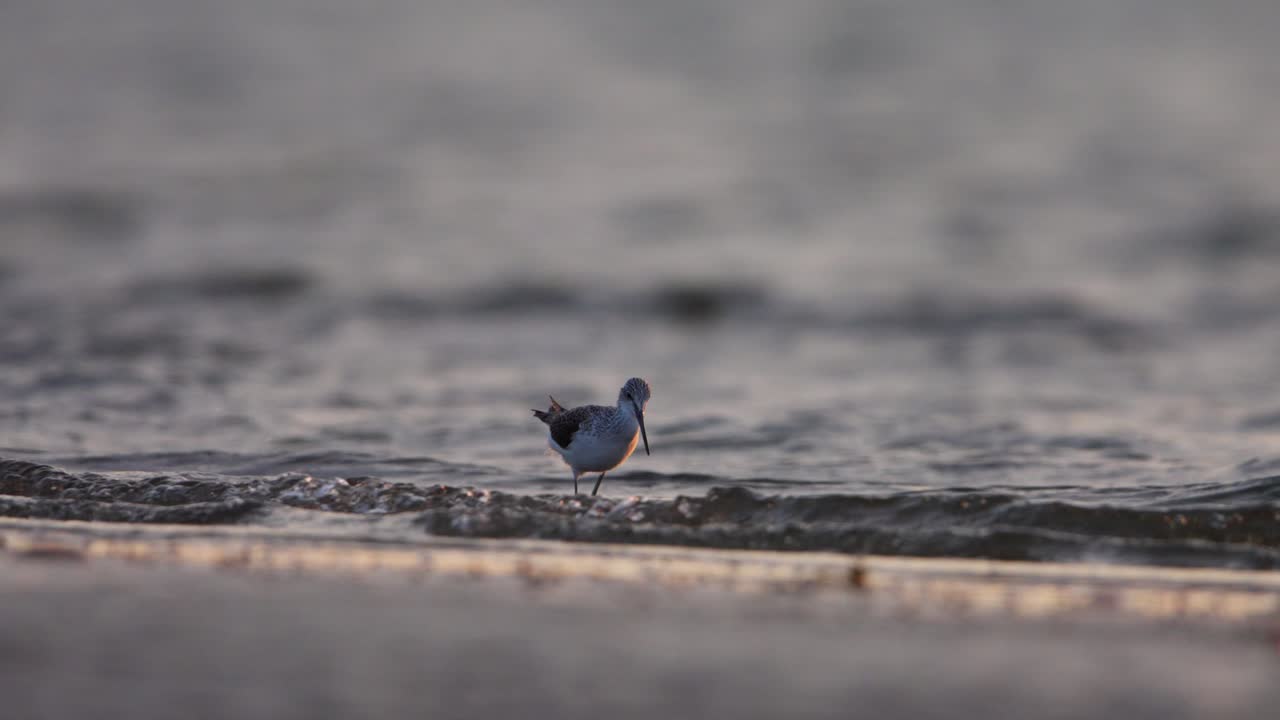Shorebird Feeding in Shallow Water at Sunrise/Sunset