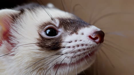 close-up of a ferret