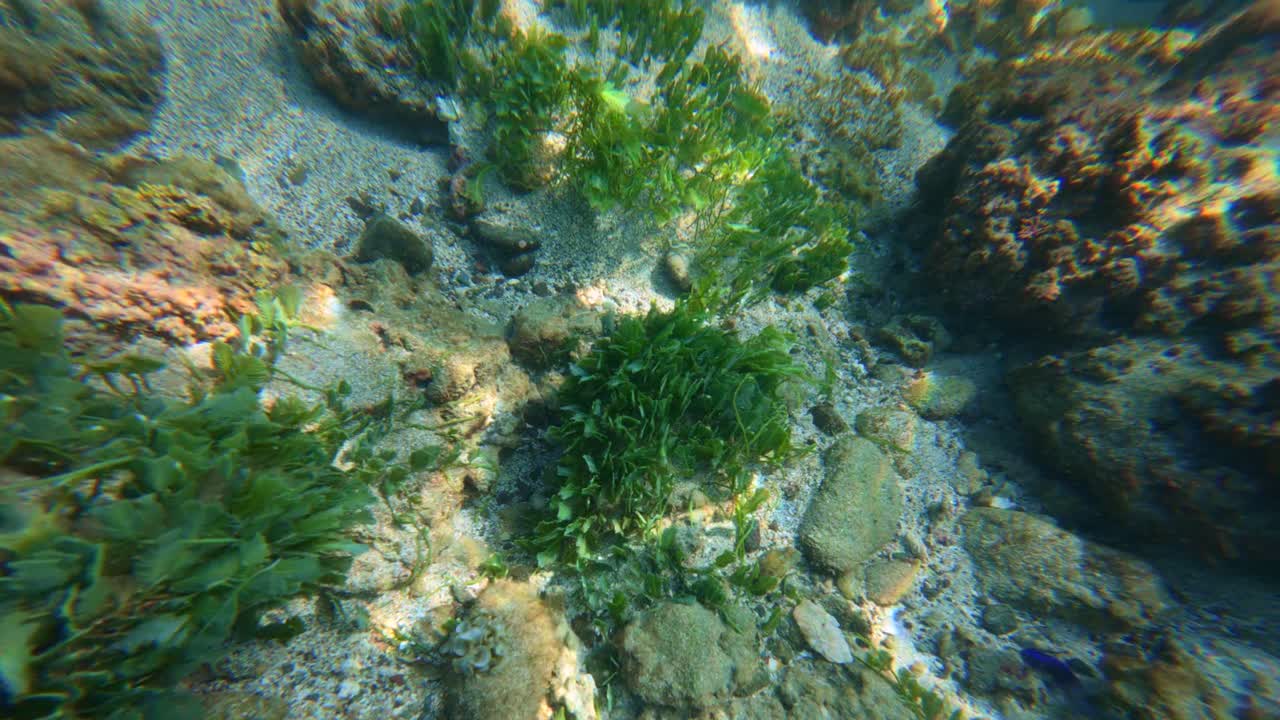 Esplora il vivace mondo sottomarino di Tenacatita, Jalisco. Coralli colorati, acque cristalline e una variegata fauna marina creano una scena acquatica serena e affascinante. Perfetto per filmato in stock.