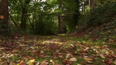 Hojas-De-Otoño-Cayendo-Lentamente-En-Un-Camino-Forestal