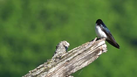 Una-Golondrina-De-árbol-Sentada-En-Un-Tocón-De-árbol-Muerto