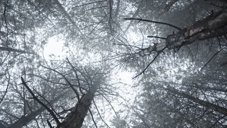 Looking-up-at-tall-pine-trees-in-a-foggy-forest,-creating-a-mystical-and-serene-atmosphere