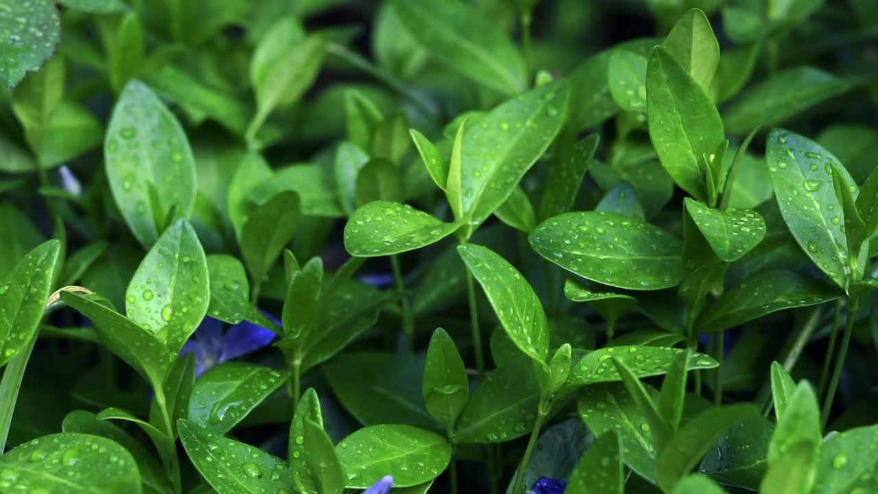 el mirto verdadero - el perivinclo común (vinca minor)