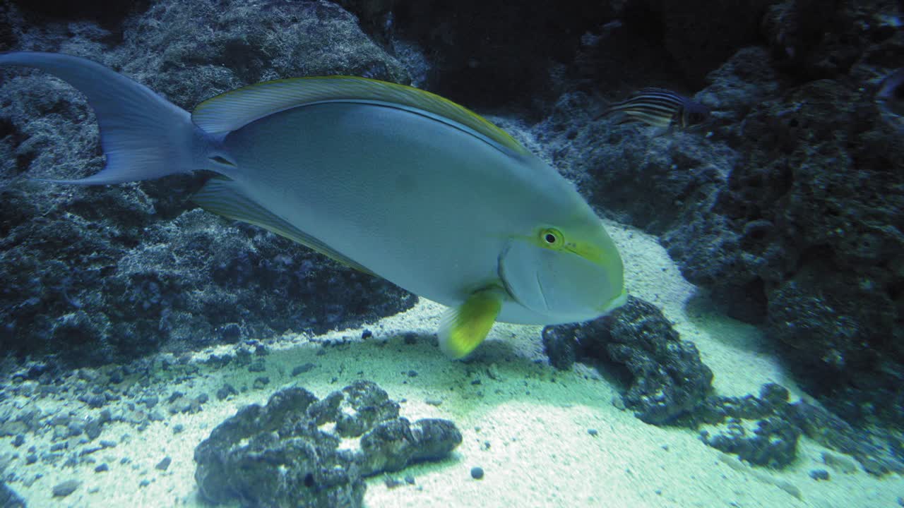 желтоногих хирургов, плавающих внутри аквариумного аквариума