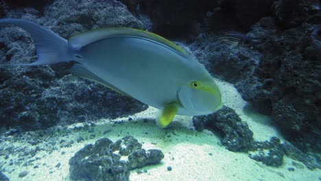 pez cirujano de aleta amarilla nadando dentro del tanque del acuario
