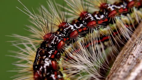 macro shot of a colorful caterpillar