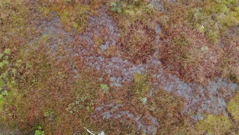 Rising-aerial-overhead-shot-of-mossy-autumn-forest-ground-in-Sweden