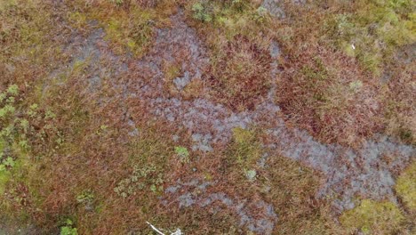 rising aerial overhead shot of mossy autumn forest ground in sweden