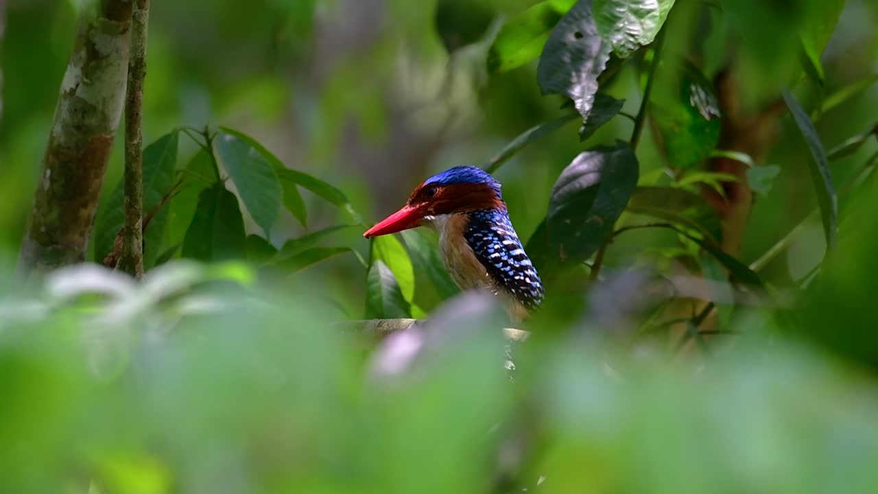 un martín pescador de árboles y una de las aves más hermosas que se encuentran en tailandia dentro de las selvas tropicales