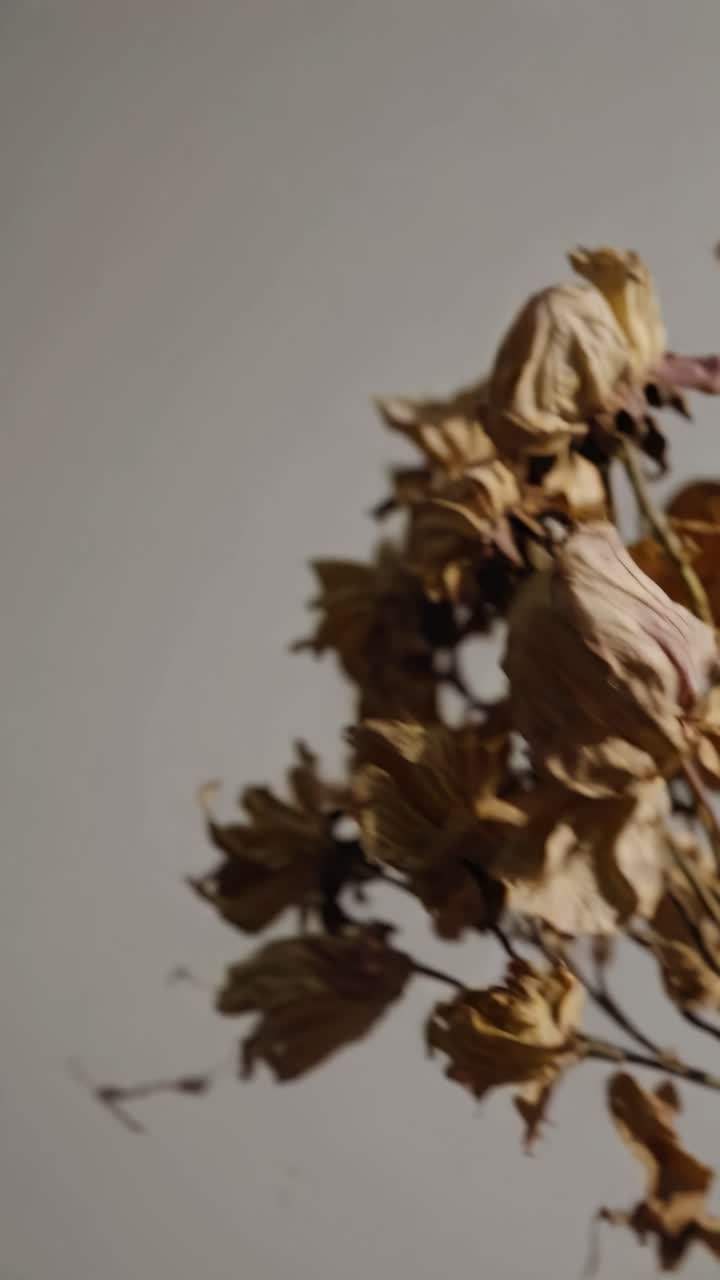 Close-up video of dried flowers against a neutral background, captured from a low angle