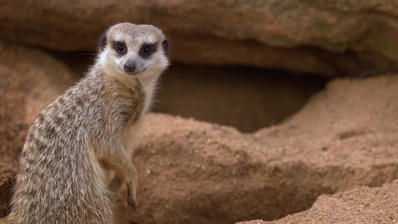 Um Suricate Fica em Pé em Alerta Antes de Cavar em uma Toca Arenosa em Dubbo, Austrália