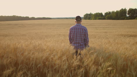 view from the back an elderly male farmer in a field of wheat looks into the sunset. farmer in the field of rye view from behind