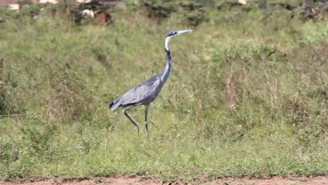 black-headed heron in the savanna of the nairobi national park kenya