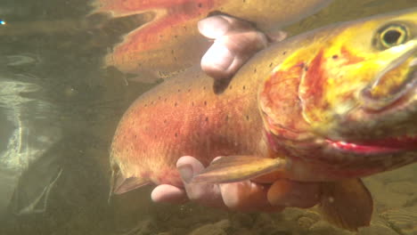 underwater footage of releasing a trout caught at a high alpine lake in colorado