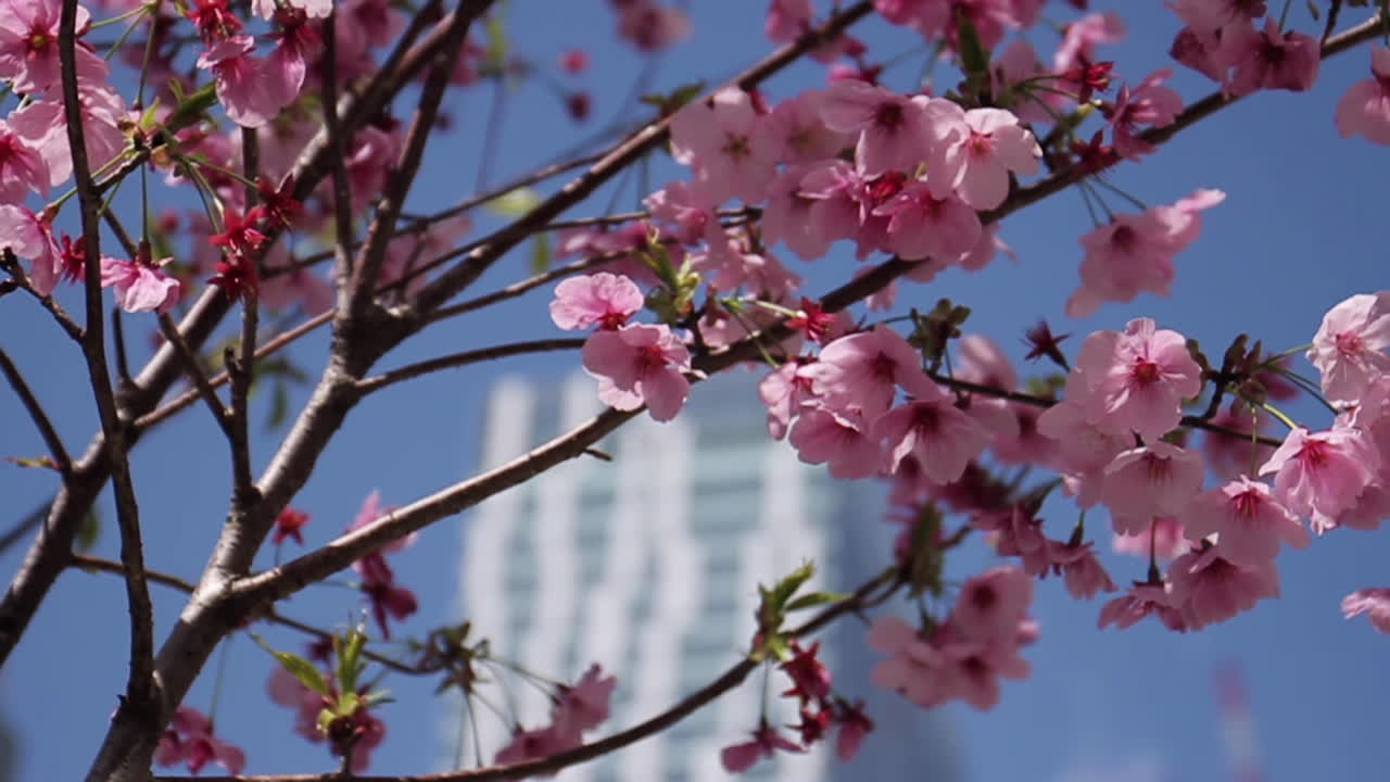 flores de cerezo en flor en tokio japón