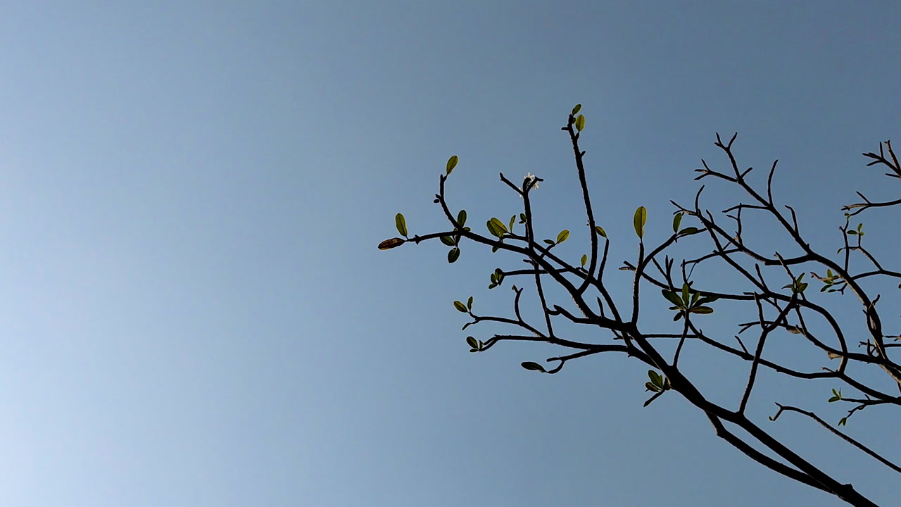 Tree branch with fresh leaves against blue sky in calm outdoor natural light