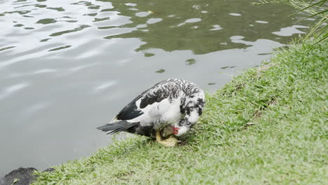 cute duck washing itself in the grass surrounding a lake after swimming