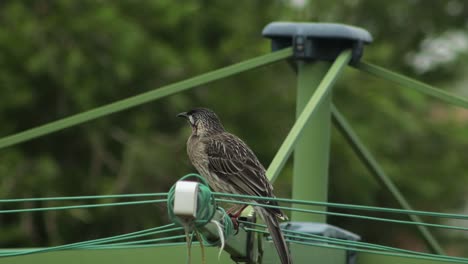 wattlebird perched on hills hoist rotary clothes line in back garden grooms face then flies away, daytime close up, maffra, gippsland, victoria, australia