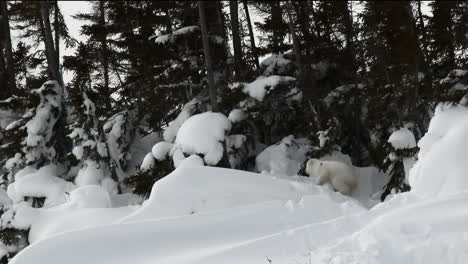 polar bear three months old cub around dayden between trees, on tundra