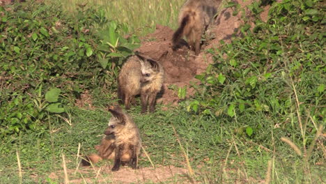 ケニアのマサイマラの夏の天気の下、緑地でたむろするオオミミギツネの群れ