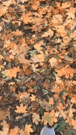 autumn leaves on the forest floor