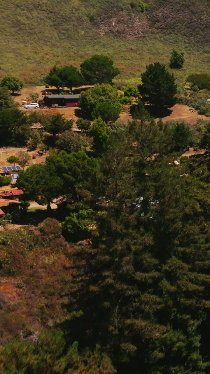 Flight above the beautiful green fir-trees and little wooden houses on sunny hot day. Village at the foot of a mountain. Top view. Vertical video