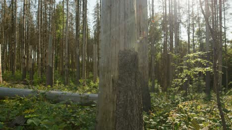 dead dry spruce forest hit by bark beetle in czech countryside on clear sky day