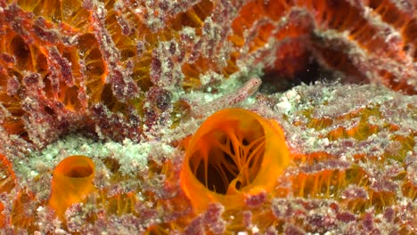 Orange-tunicate-aplidium-close-up-underwater-macro-shot