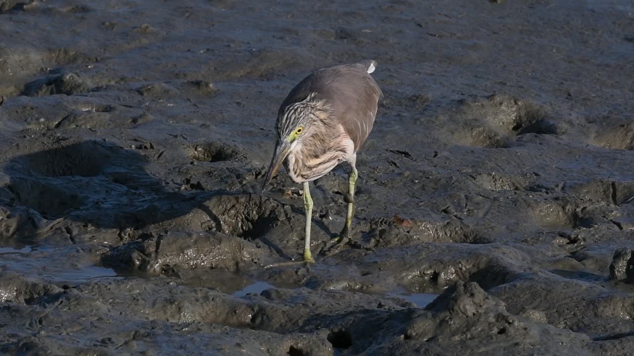 una de las garzas de estanque encontradas en tailandia que muestran diferentes plumajes según la temporada