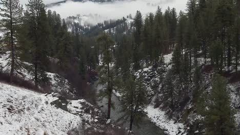 fir forest along rivershore in winter landscape at boise national forest, idaho, united states