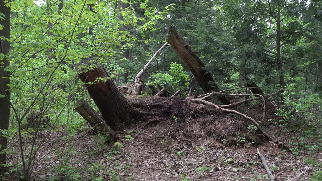 An immense tree trunk stands in the center, giving a beautiful sense of dimension to the forest. Surrounding it are many trees with fully green leaves
