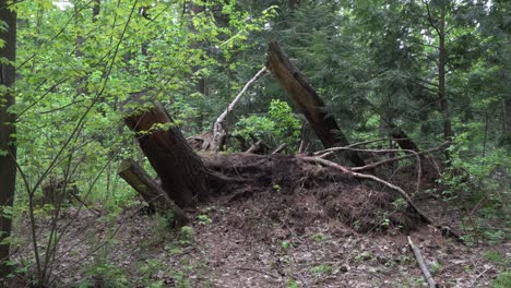 an immense tree trunk stands in the center, giving a beautiful sense of dimension to the forest. surrounding it are many trees with fully green leaves