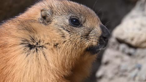 el primer plano extremo de la marmota joven de cola larga o la marmota dorada con madriguera