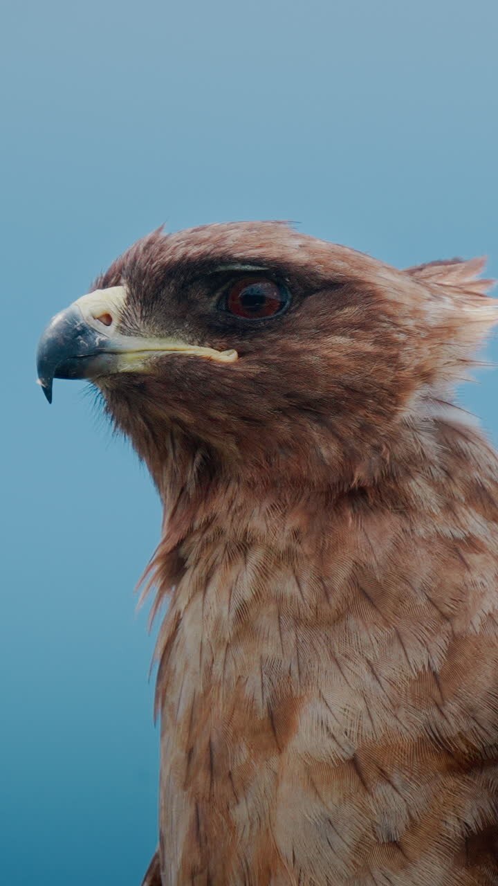 Close-up of a Brown Eagle