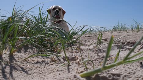 cute looking dog sitting down in the sand dunes