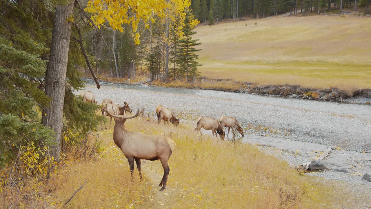 산에서 강을 건너려는 거대한 뿔을 가진 암컷 엘크를 보호하는 큰 수컷 엘크