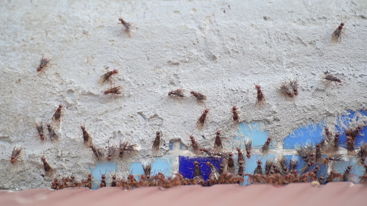 Close up of a swarm of flying ants climbing on a wall
