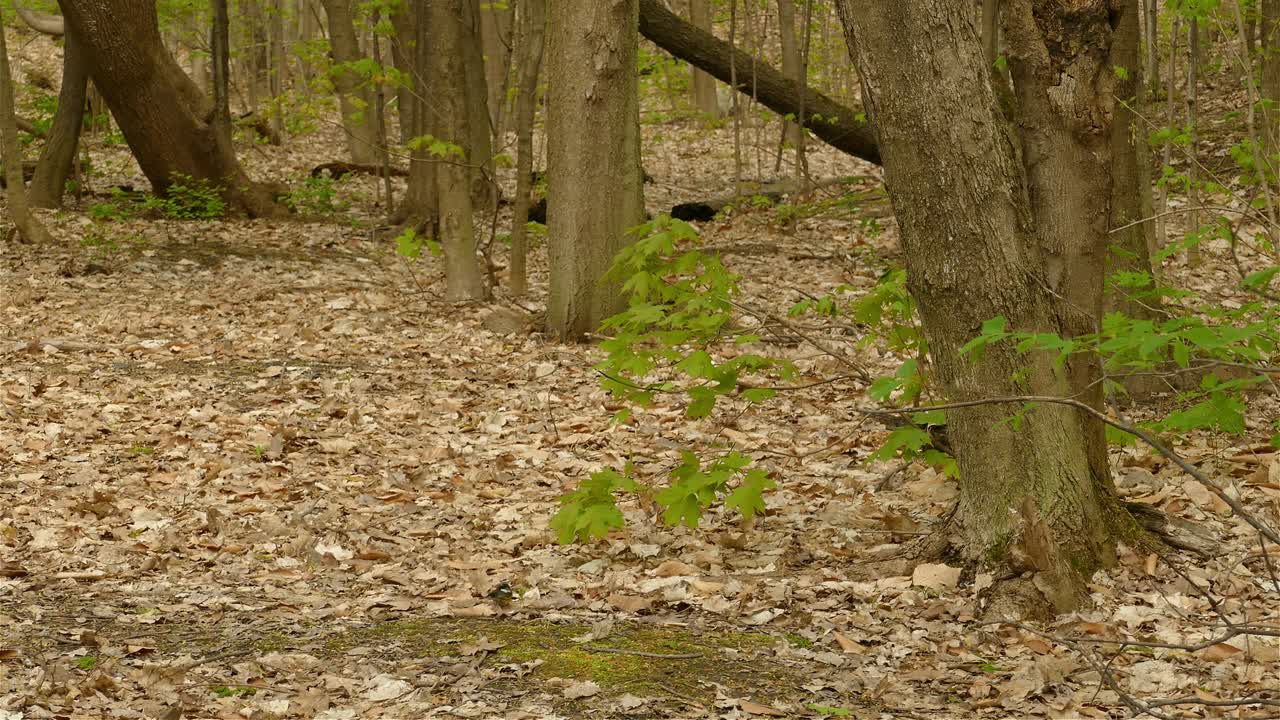Ripresa panoramica di una foresta incontaminata con molta vegetazione secca.