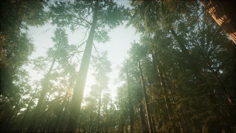 paisaje de puesta de sol brumosa del bosque de secuoya