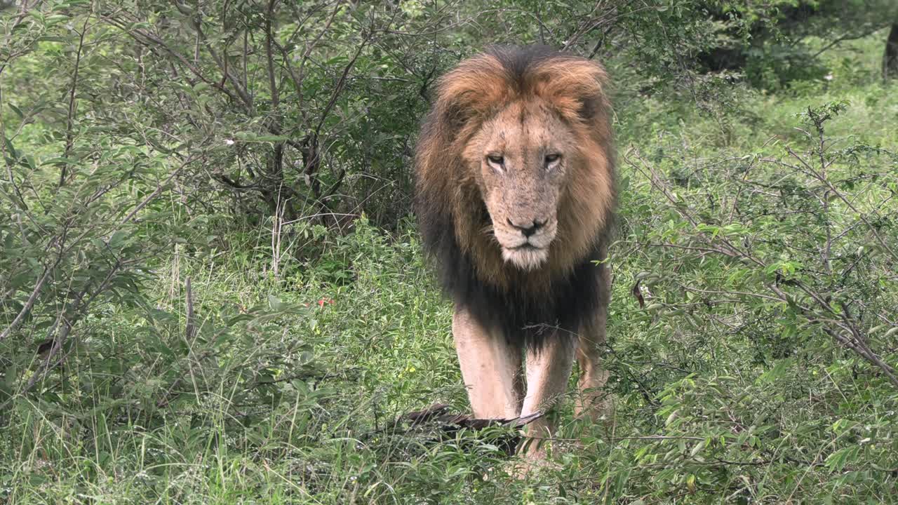 vista frontal de un león macho con melena oscura caminando por el bosque