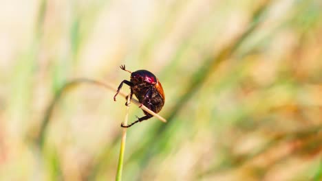 chrysomela populi o escarabajo rojo colgando del extremo del tallo de la hierba, cerrado
