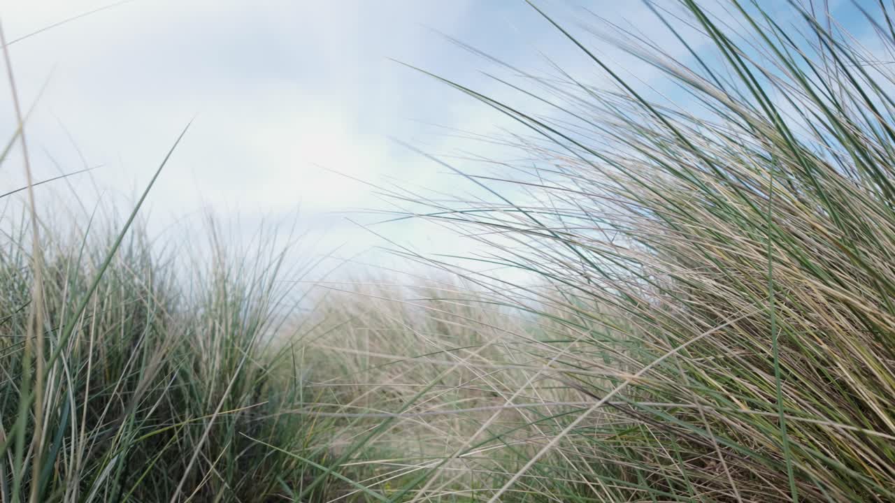 Close-up, Dune grasses sway in sea breeze at Southwold coastal beach
