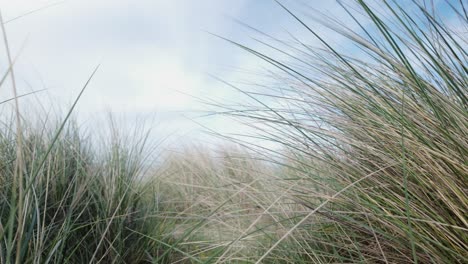 En-Primer-Plano,-Los-Pastos-De-Dunas-Se-Mecen-Con-La-Brisa-Del-Mar-En-La-Playa-Costera-De-Southwold