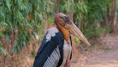 鳥 (stork) 是亞洲南部常見的鳥類之一,因息地消失而臨滅絕