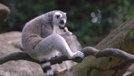 ring-tailed lemur feeding while sitting on twisted branch in the zoo