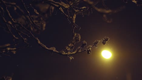 close up of frozen branch tree covered in snow, warm street light behind